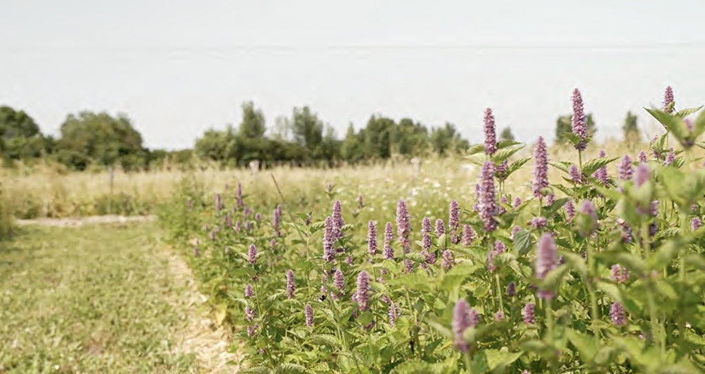 agastache et fenouil