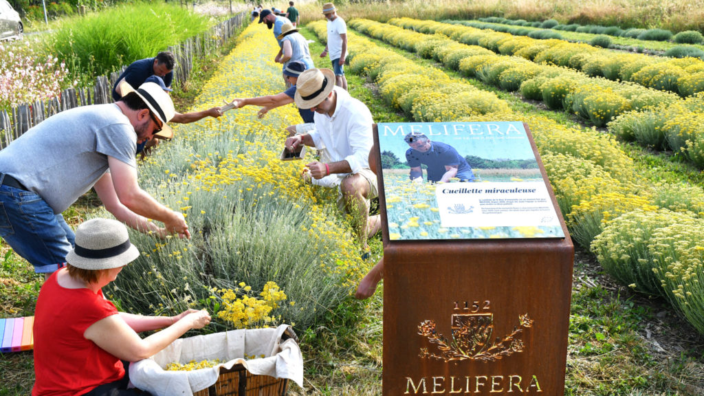 le-jardin-melifera-recolte-participative